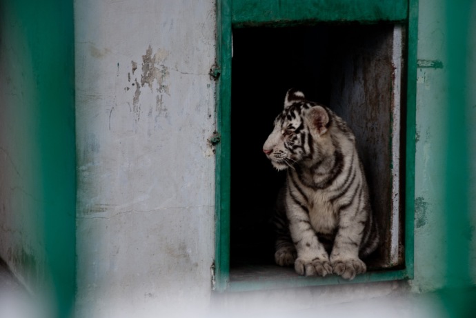 La reserva de tigres siberianos de Harbin alberga a majestuosos animales. MIKEL BUTRAGUEÑO